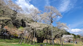 日本三大桜・根尾谷淡墨桜