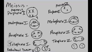 Saylor.org BIO305: Lynn Carpenter's "Meiosis"