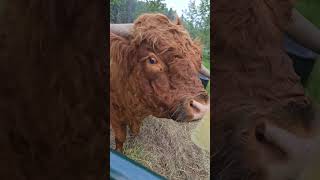 BULL SAYS NO TO FLATBREAD #animals #bull #shortvideo #shorts #short #fyp #foryou #shortsvideo #farm