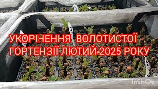 Простий спосіб укорінення волотистої гортензії  25.02.25