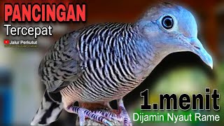 PERKUTUT LOKAL GACOR suara besar - PANCINGAN PERKUTUT CEPAT BUNYI (BIKIN EMOSI) NYAUT GACOR 💯%PATEN