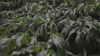 Strong storms damaged crops in the Back Bay