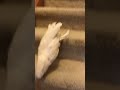 cockatoo performs the best throw ever