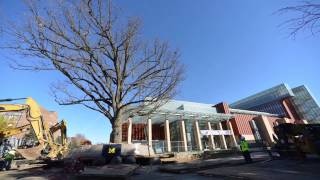 Video: Burr oak tree relocation at University of Michigan