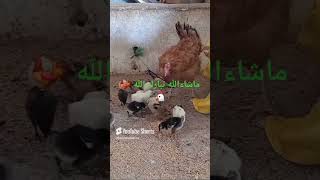 شركت معكوم فديو ماشاءالله