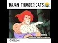 bajan tunder cats