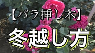 【バラ挿し木】冬越し方【休眠挿し】