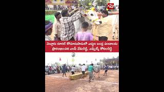 Ox Cart Races Kickstarted in Kodurupadu, Nellore Rural by MP Vemireddy \u0026 MLA Kotamreddy