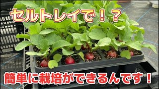 【必見】種屋が教えるセルトレイ栽培の方法！-大好評につき二十日大根第二弾！-