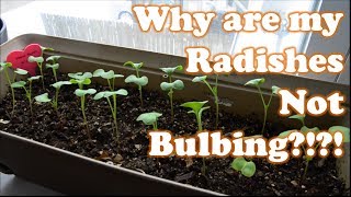 Growing Radishes indoors in containers part 2