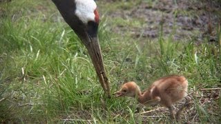 無償の愛　タンチョウの子育て　 Child-rearing of a Japanese crane