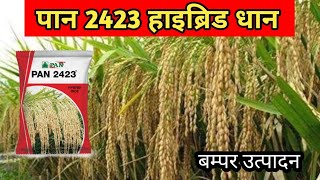 Pan 2423 paddy seeds|Pan 2423 dhan|Pan 2423 paddy|pan 2423 paddy duration|Pan 2423 hybrid rice|