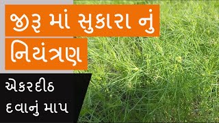 જીરૂની ખેતી મા સુકારાની દવા | જીરુ ની ખેતી વિશે માહિતી | jiru ni kheti gujarati Jira krushi mahiti