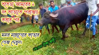 সমর মাহাতোর কাড়া জয়ী হওয়ার পর কাড়া টার অবস্থা দেখুন samar mahato kara larai SS Pirulia