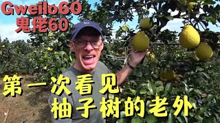 又到了吃柚子的季节！老外61年来第一次见到柚子树【鬼佬60】