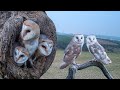 Barn Owls Willow & Ghost  | Amazing Owl Parents | Full Story | Willow & Ghost | Robert E Fuller