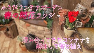 寄せ植え解体【ガーデニング】黄金葉エルダーフラワー