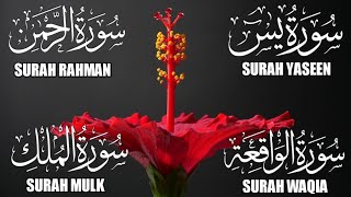 Surah Yaseen ❤ Surah Rahman ❤ Surah Mulk ❤Surah Waqiah ❤ Beautiful Voice Heart Soothing