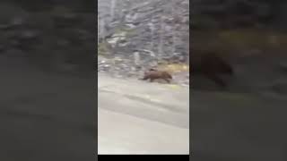 Grizzly bear running at full speed (around 40mph) #shorts