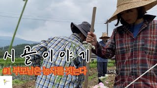 시골이야기 #1 부모님은 농사를 짓는다