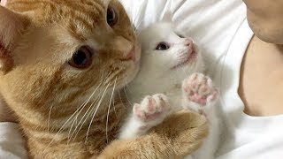 かわいい子猫に一目惚れしたのは猫！あまりのデレデレぶりに癒される！！