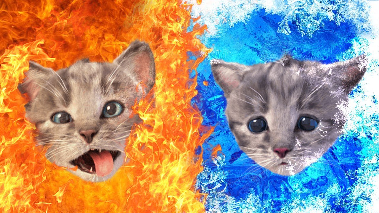 My Favorite Cat Little Kitten Pet Care | Play Cat Care Games for Baby Toddlers and Children