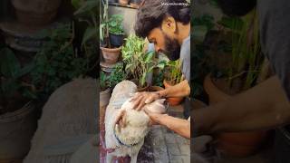 Sunday activity😍గుడ్ మార్నింగ్ ఫ్రెండ్స్ హ్యాపీ సండే❤️#pets #dog