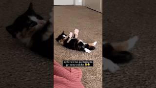 This Kitten Just Wanted Cuddles