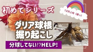 【分球有り無しの差は何？】ダリア掘り上げ