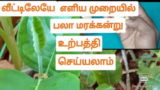 jack fruit plant from seed|பலா மரக்கன்று 🌱#Indianjackfruit