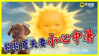 【寵物講醫D】 狗狗夏天要小心中暑