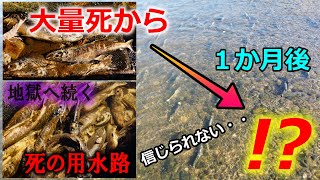 北海道七不思議！遡上した鮭の亡骸はどこへ？死の用水路の１か月後を見に行ってきた！【鮭遡上】続編