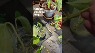 How to make your cuttings root better!