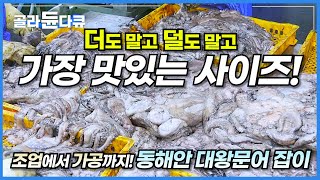 가장 맛있는 대왕문어는 딱 이 사이즈입니다! 똑똑한 문어를 잡는 방법과 하루 1,500kg 대량 생산까지!│동해바다 대왕문어 잡이│#피문어 #대왕문어│극한직업│#골라듄다큐