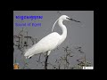 សម្លេងកុកស​ (3នាទី) / Sound of egret (3 minutes)