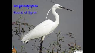 សម្លេងកុកស​ (3នាទី) / Sound of egret (3 minutes)