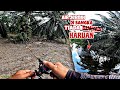 CATCH AND RELEASE , CASTING HARUAN PARIT , LUBUK HARUAN SABAK BERNAM