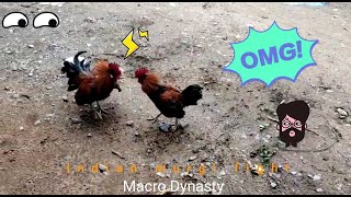 Rare indian red local cock fight in road!!!! 😮