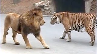10 Animals That Can Defeat A Lion