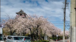 【桜並木】清洲城 五条川2024年4月上旬