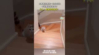 幾年前撿到的壹只小三花，不經意間就長大了，主人：感謝妳的陪伴！ #cuteanimal #cat #寵物 #cute