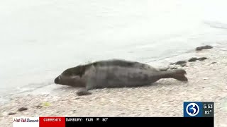 Rescued seals released at Hammonasset