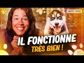 Le premier exercice à apprendre à ton chien !  | Laetitia Gonnon - Eduzen