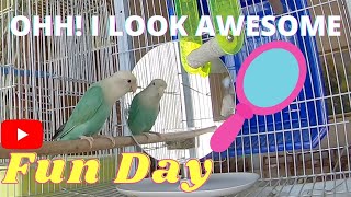 LOVEBIRD VS. MIRROR 😂👌🦜😎