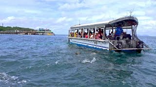 澳洲大堡礁綠島礁11/32玻璃船餵魚 Green Island Great Barrier Reef (Australia)