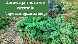 Jak uprawiać jarmuż? Najprostsze warzywo w uprawie. jak mieć ładny i duży jarmuż?