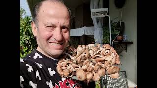 #FUNGHI #MERAVIGLIOSI