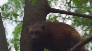 Teton GeoTourism Center - Wolverines