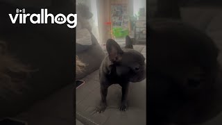 Talking French Bulldog Says I Love You || ViralHog