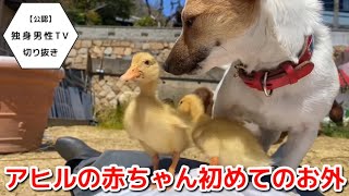 【どくだん切り抜き】アヒルの赤ちゃん初めての外 #独身男性tv #かわいい